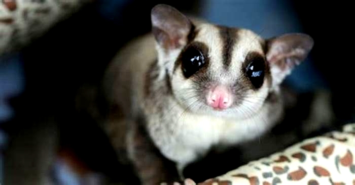 How do you make a sugar glider happy?