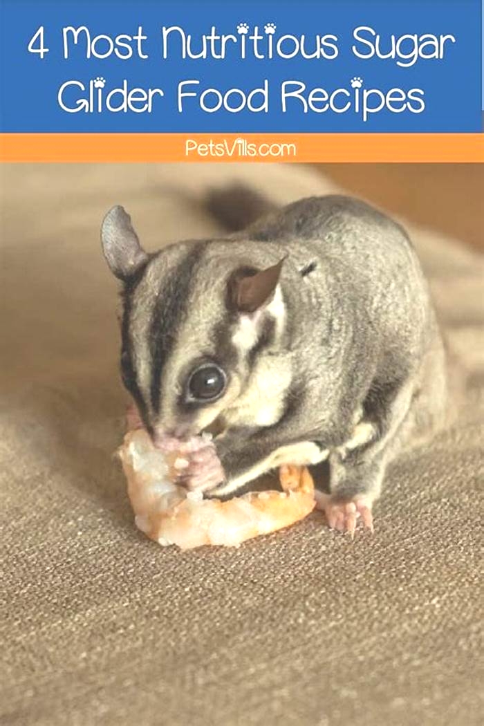 How do you make your own sugar glider food?