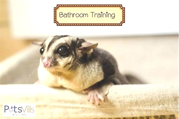 How do you punish a sugar glider?