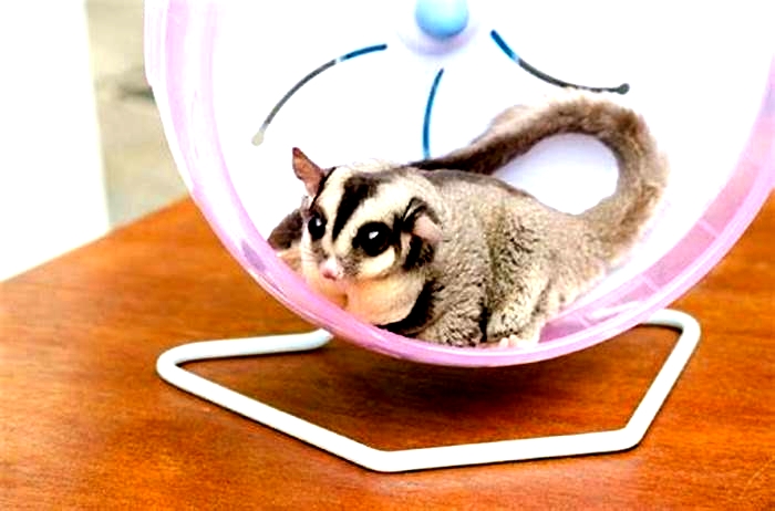 How hard is it to take care of a sugar glider?