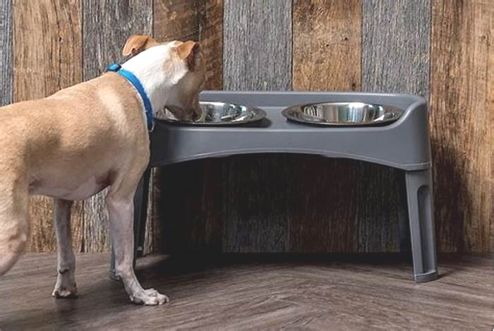 How high is too high for a dog bowl?