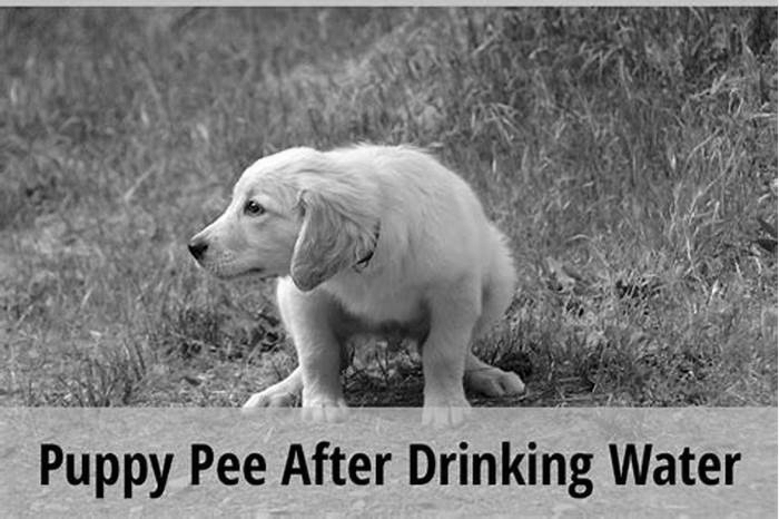 How long after drinking water do dogs pee