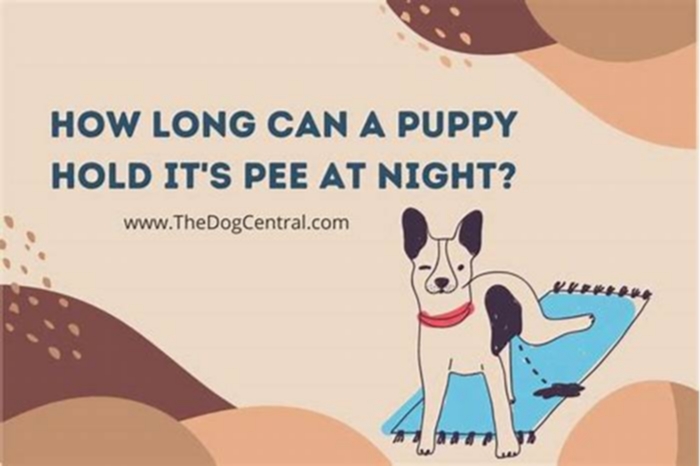 How long can dogs hold their pee and poop at night