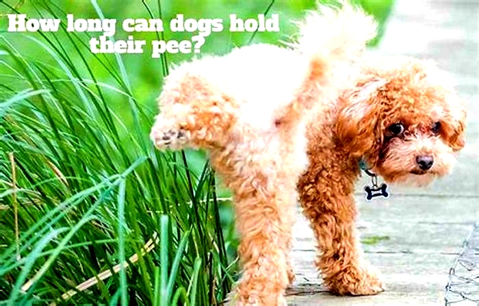 How long can dogs hold their pee?