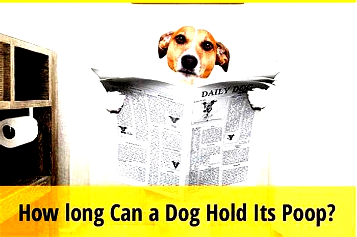 How long can dogs hold their poop?