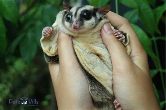 How long does it take for a sugar glider to bond with you?