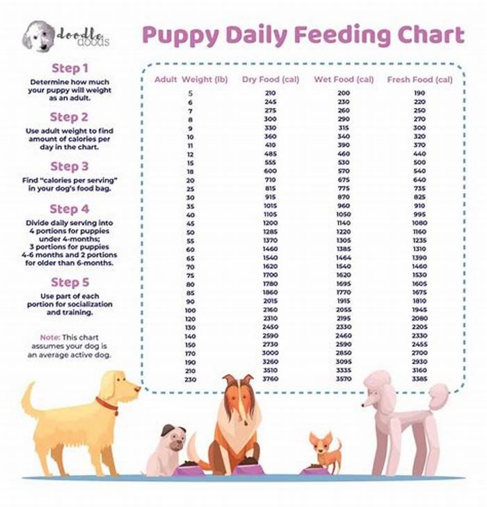 How long will a 16 oz bag of dog food last?