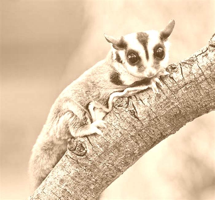 How long will a sugar glider live for