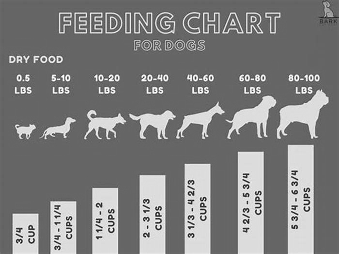 How many cups of dry food should I feed my dog a day