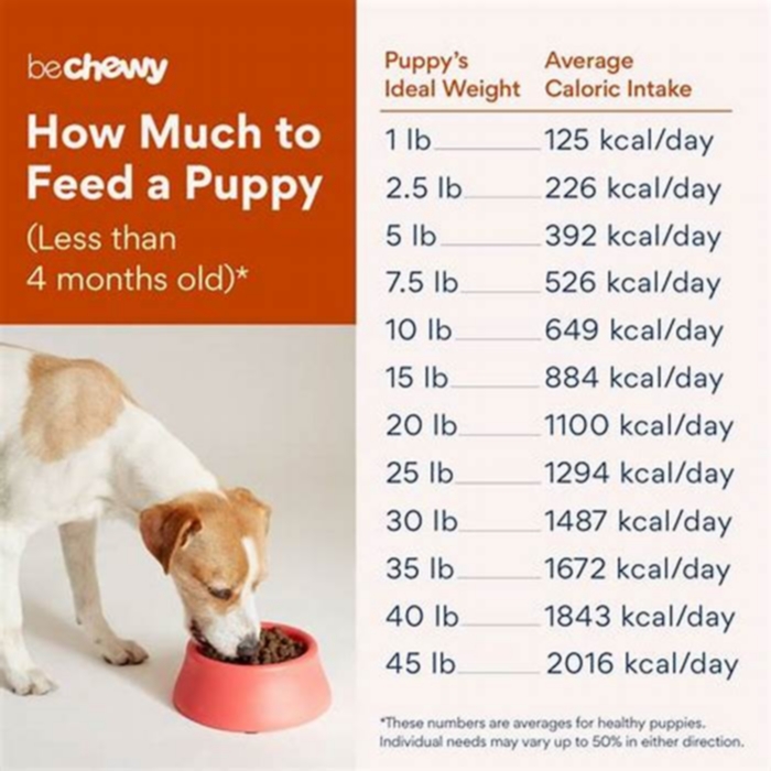 How many cups of kibble should a dog have a day?