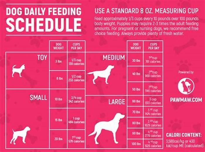 How many meals a day should a farmer's dog eat?