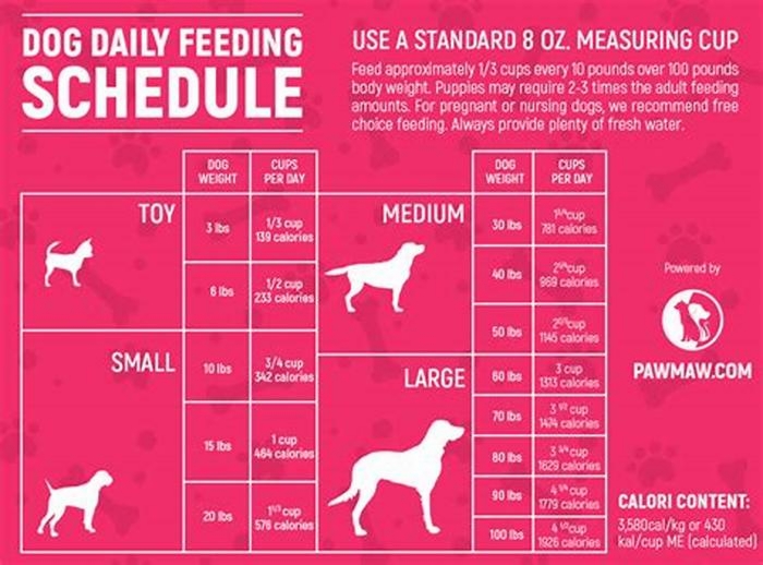 How many times a day should a dog be fed?