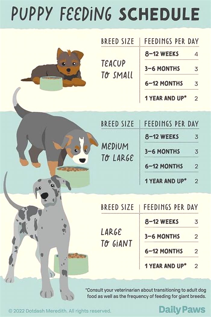 How many times a day should a dog eat and how much?