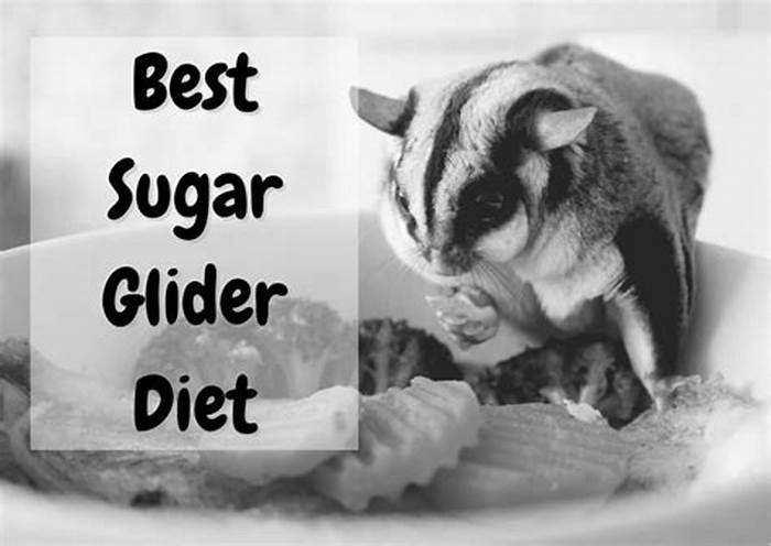 How often do you feed sugar gliders?