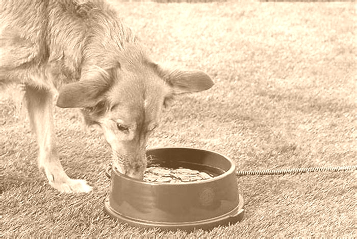 How often should I fill my dog's water bowl?