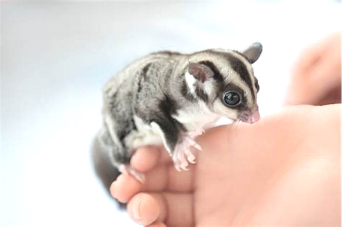 How often should I hold my sugar glider?