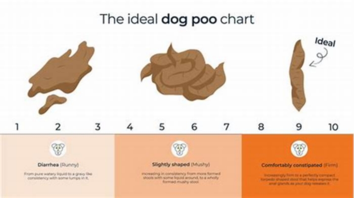 How often should a dog poop on a raw diet