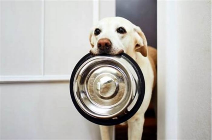 How often should dog bowls be washed?