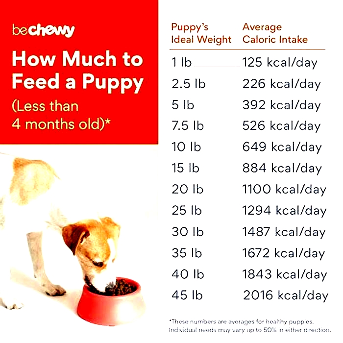 How often should dogs eat kibble?