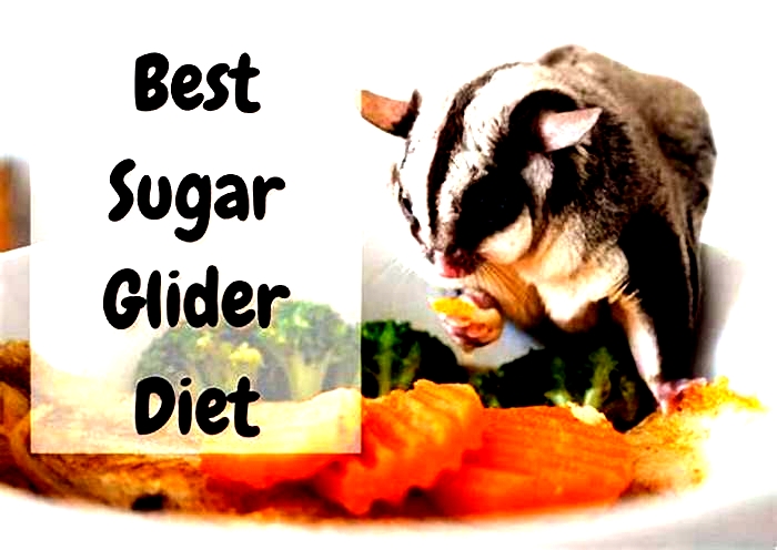 How often should you feed sugar gliders