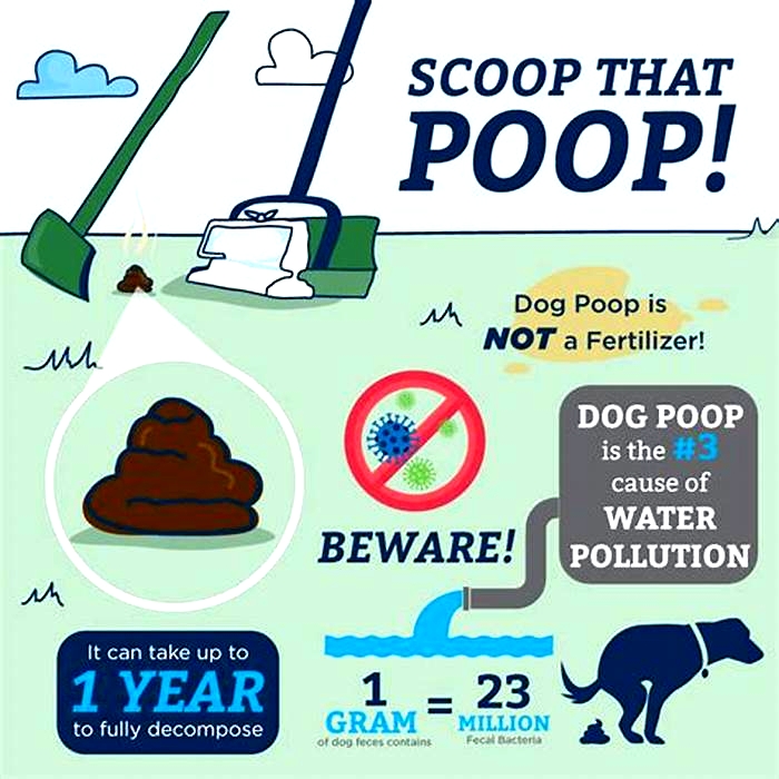 How often should you pick up dog poop?