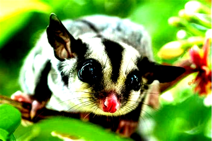 How smart is a sugar glider