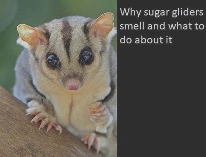 How smelly are sugar gliders?