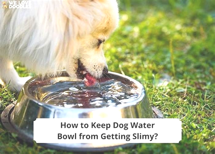 How to keep dog water bowl from getting slimy?