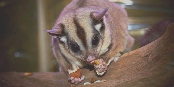 How to make a sugar glider happy?