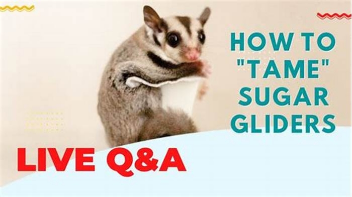 How to tame a sugar glider?