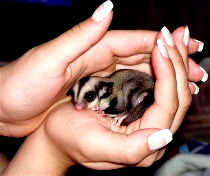 How to tell if a sugar glider is healthy