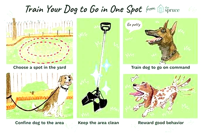 How to train a dog not to poop at night?