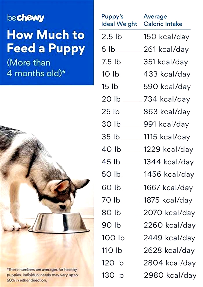 Is 2 cups of dog food a day too much?