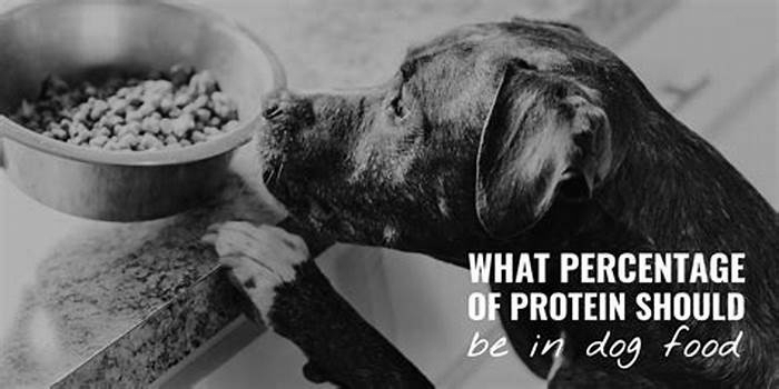 Is 30 protein too much for dogs