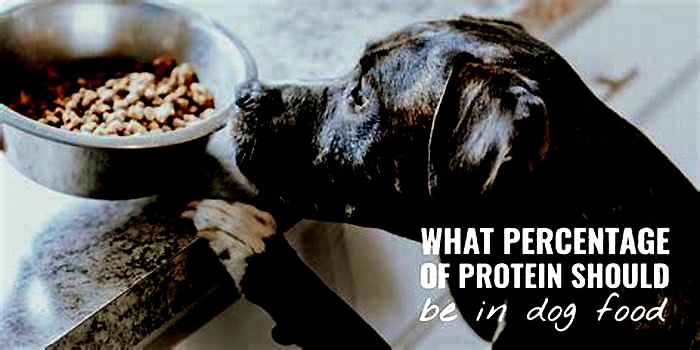 Is 40% protein too high for dogs?