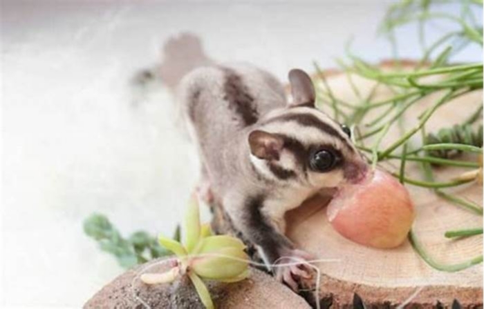 Is Sweet Potato good for sugar glider?