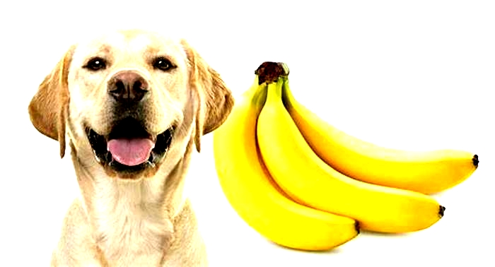 Is banana good for dogs