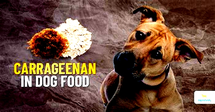 Is carrageenan safe for dogs