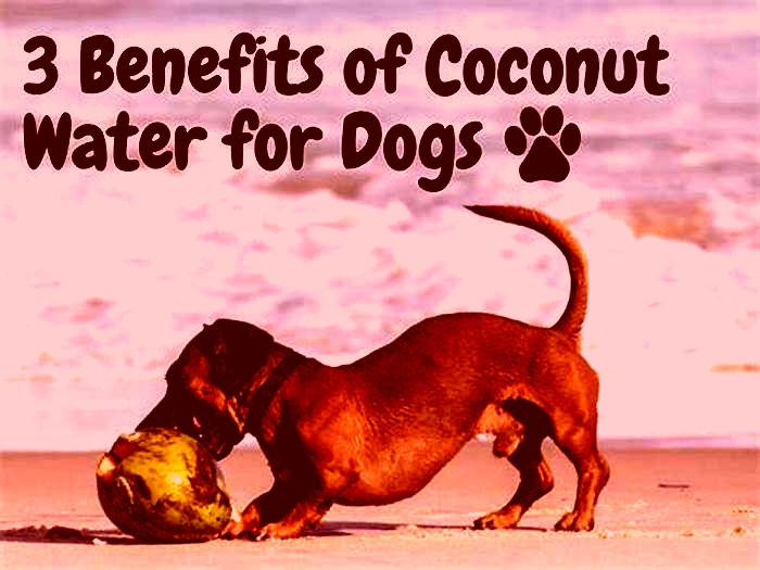 Is coconut water good for dogs