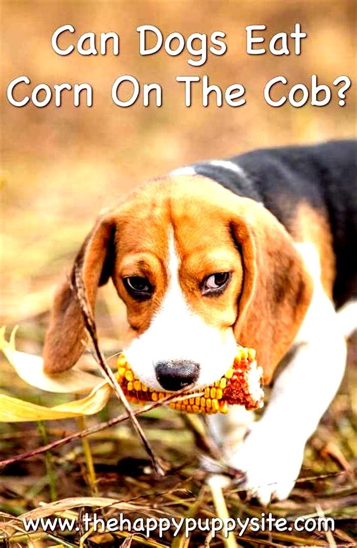 Is corn bad for dogs