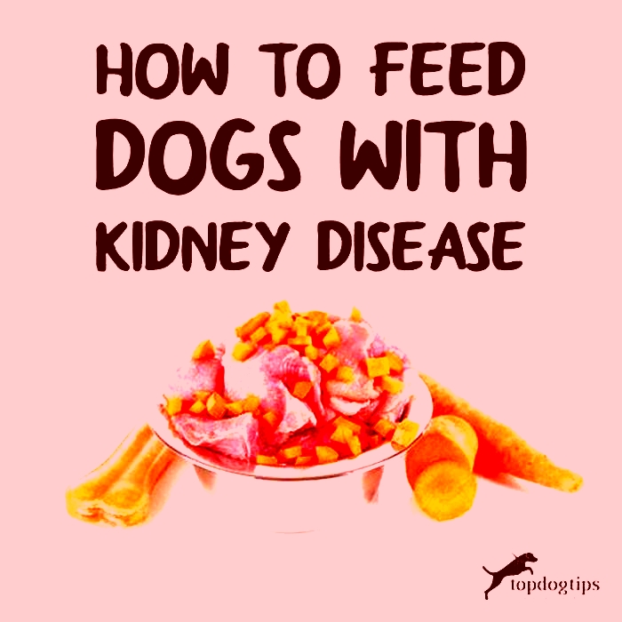 Is dry dog food bad for kidneys?