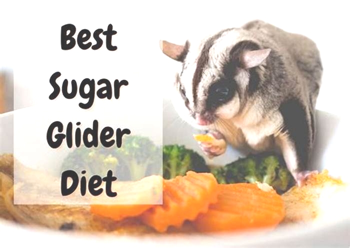 Is honey good for sugar glider?