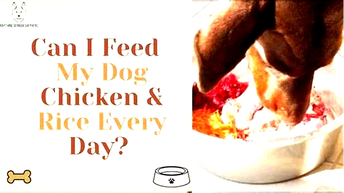 Is it OK to feed your dog chicken and rice all the time