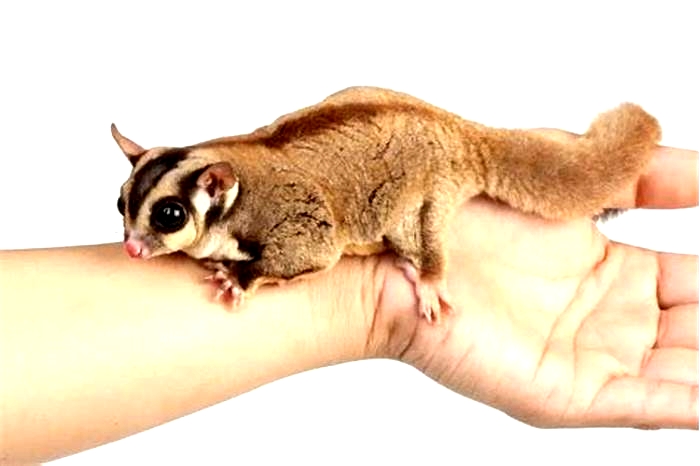 Is it cruel to keep sugar gliders as pets?