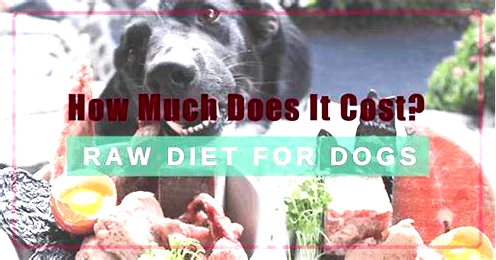 Is it expensive to feed a dog a raw diet