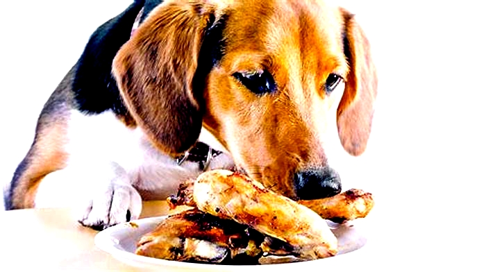 Is it okay to feed dogs cooked chicken every day?