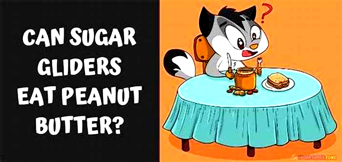 Is peanut butter bad for sugar gliders