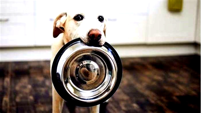 Is stainless steel or ceramic better for dogs?