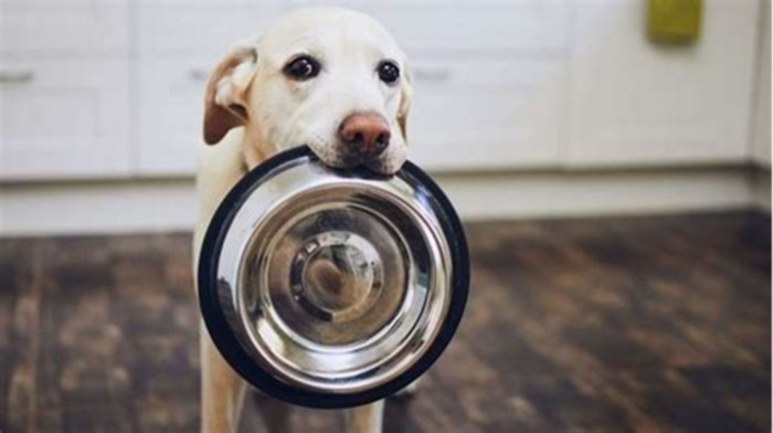 Is stainless steel or ceramic better for pets