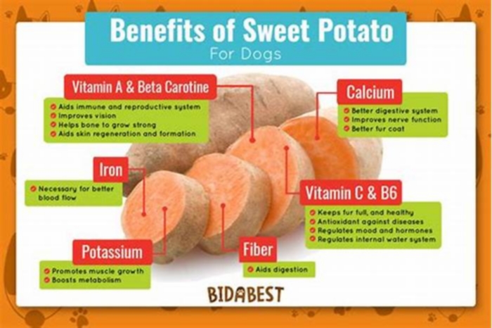 Is sweet potato good for dogs?